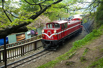 阿里山国家风景区第 32 张图片