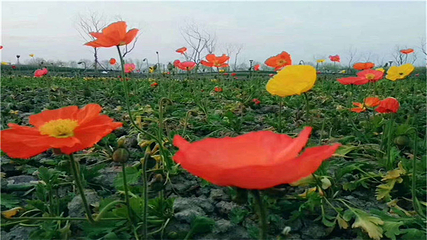芜湖六郎湿地花海第 26 张图片