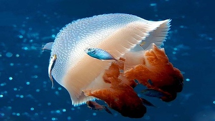 海上世界第 14 张图片