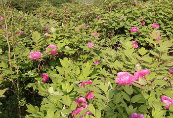 雷山丛林国际牡丹园第 6 张图片