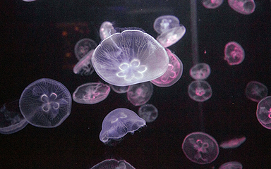 海之语海洋世界第 8 张图片