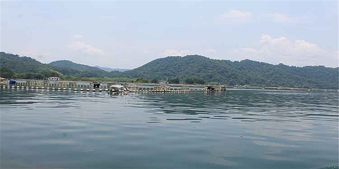 太平湖生态观光渔场第 20 张图片