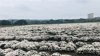 临湘市菊花博览园第 29 张图片