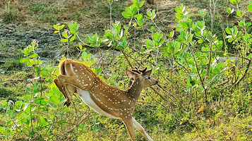 库马纳国家公园