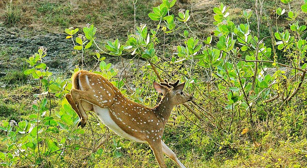 库马纳国家公园