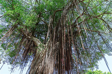 承天禅寺第 49 张图片