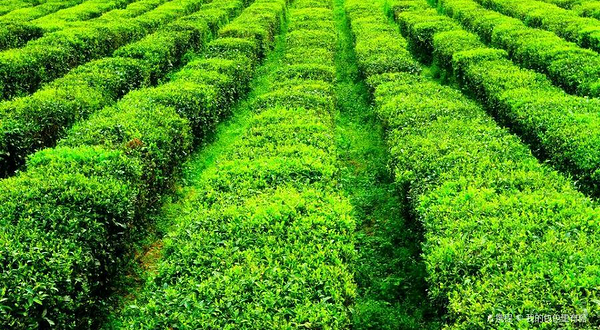 易贡茶场
