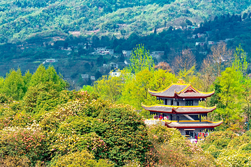 百里杜鹃风景区第 50 张图片
