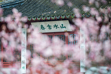 梅花山第 27 张图片