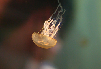 奥杜邦美洲水族馆第 17 张图片