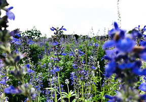 蓝色梦幻香草园