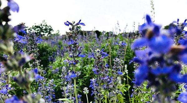 蓝色梦幻香草园