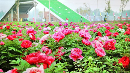 洛阳东花牡丹园第 1 张图片