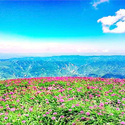 阿西里西韭菜坪