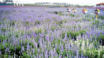 花田紫韵薰衣草庄园