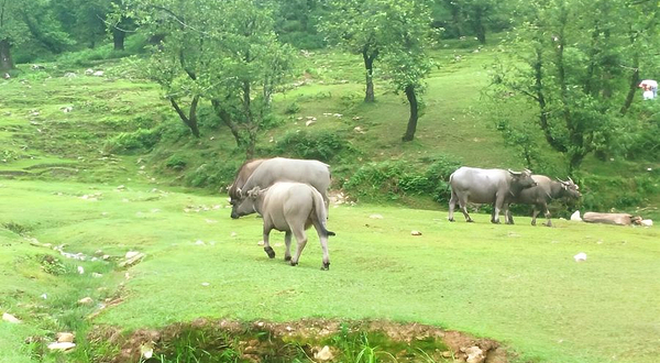 坪河草地露营景区