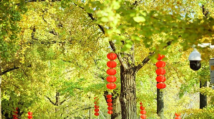 八都岕景区-古银杏公园第 1 张图片