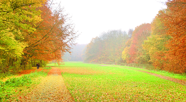 阿姆斯特丹森林公园