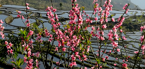 撒玛坝万亩梯田景区第 23 张图片