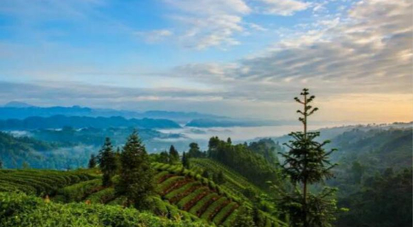 牛碾坪万亩观光茶园