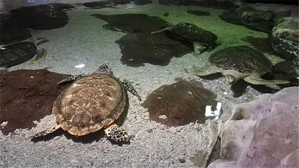 郑州海洋馆第 76 张图片