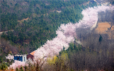 樱花山风景区第 65 张图片
