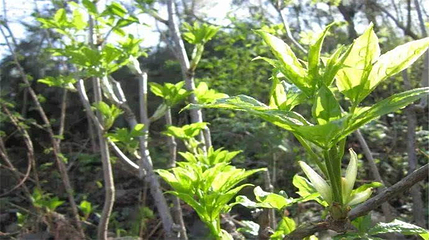 回龙山生态田园旅游区第 41 张图片
