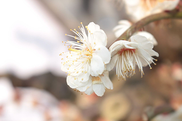 香雪海第 17 张图片