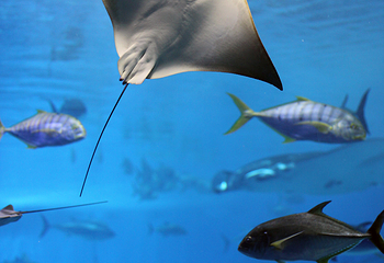 三亚亚特兰蒂斯失落的空间水族馆第 137 张图片