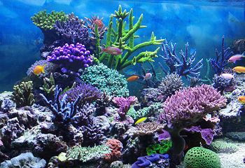 三亚亚特兰蒂斯失落的空间水族馆第 95 张图片
