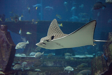 三亚亚特兰蒂斯失落的空间水族馆第 124 张图片