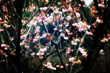 明月山花海原居第 33 张图片