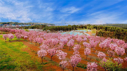 岳阳樱花园第 16 张图片