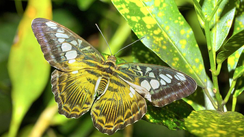 辛普利蝴蝶保护中心