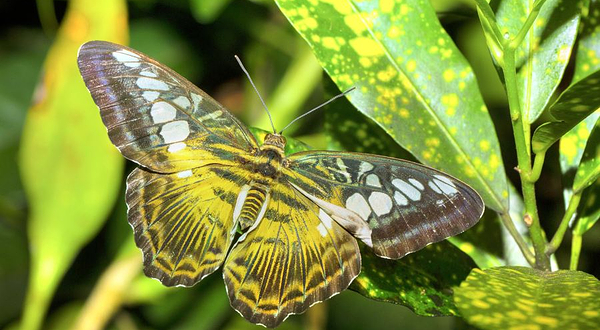 辛普利蝴蝶保护中心