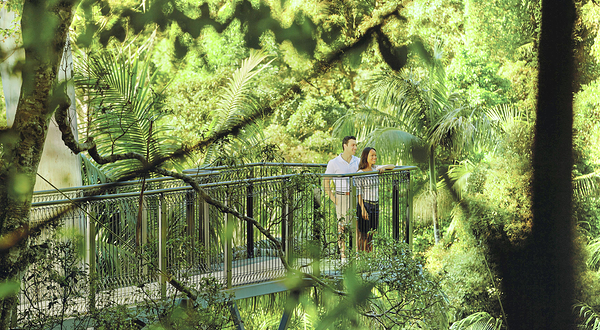 天宝林山热带雨林空中走廊