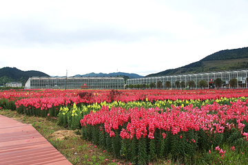 武功山花涧里第 15 张图片