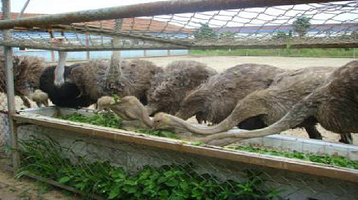 上海东方地质科普馆