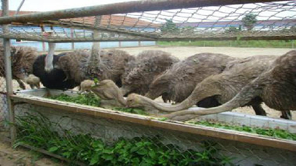 上海东方地质科普馆第 1 张图片