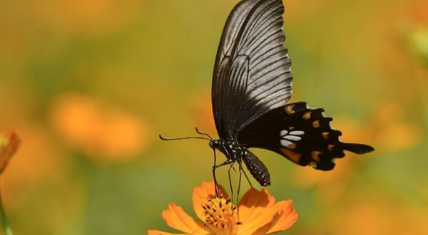 丽水蝴蝶谷(城市花园)