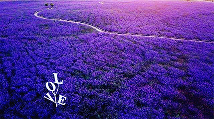 宁夏薰衣草庄园(兴庆区沙漠运动公园)第 12 张图片