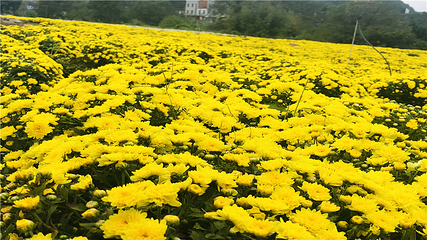 临湘市菊花博览园第 31 张图片