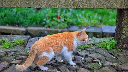 禹王庙第 9 张图片
