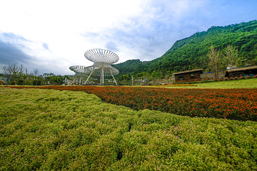 龙茶花海第 5 张图片