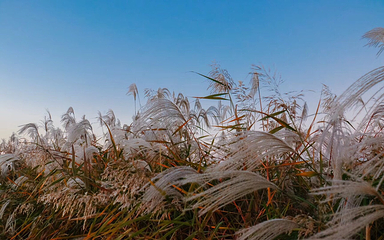 黄河入海口第 37 张图片