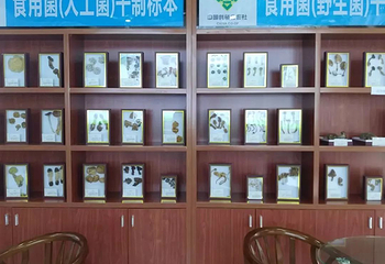 赣州蘑菇小镇第 11 张图片