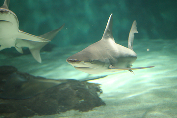 奥杜邦美洲水族馆第 15 张图片