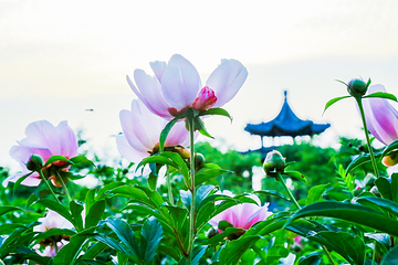 扬州芍药园第 6 张图片