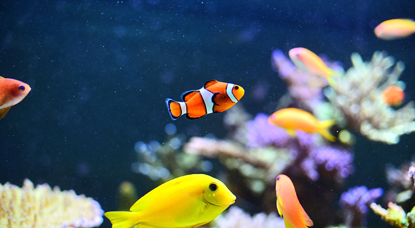 休斯顿市中心水族馆