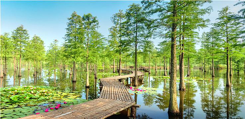 池杉湖国家湿地公园第 6 张图片